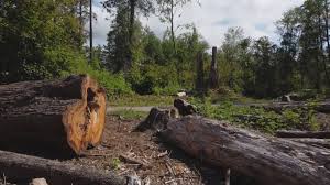 Best Hazardous Tree Removal  in Great Falls, MT