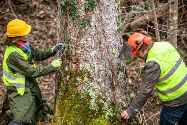 Best Arborist Consultation Services  in Great Falls, MT