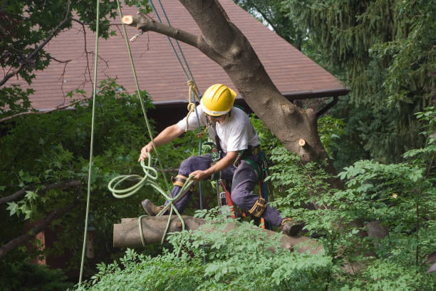 Best Emergency Tree Removal  in Great Falls, MT